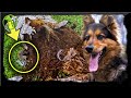 Ex Police Dog Keeps Barking At Tree, Dad Finds A Lot More Than Wood Inside