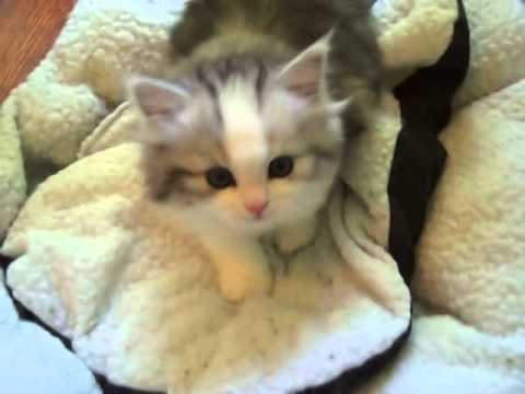 Kaerik RagaMuffin Kittens