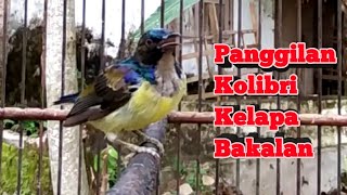 Download lagu Suara Panggilan Kolibri Kelapa Bakalan Agar Bunyi Gacor, Pancingan Korlap Gacor mp3