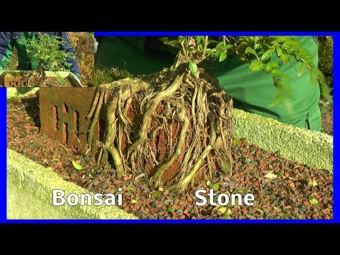 Bonsai die Entwicklung vom wilden Wein / Lonicera auf dem Stein und Bux