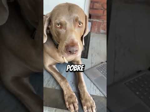 Encontró a su perro con un conejo en la boca 😅