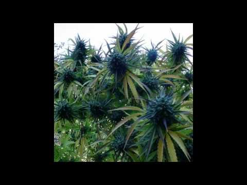 Skrewtape Feat. Biz Mighty & twylight - Space Kush (Thelonius Skunk)