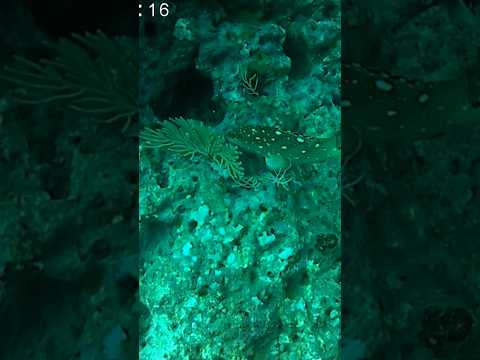 buceando en Bahía Solano, Chocó, Colombia#colombia#colombia#travel#colombia#vacaciones