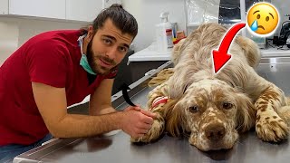 Bu Köpeğin Nesi Var? Av Köpeğinin Hastalığını Tedavi Ettik! #TheVet