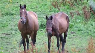 preview picture of video 'STOUR VALLEY FROM QUARRY BANK TO STOURBRIDGE WALK'