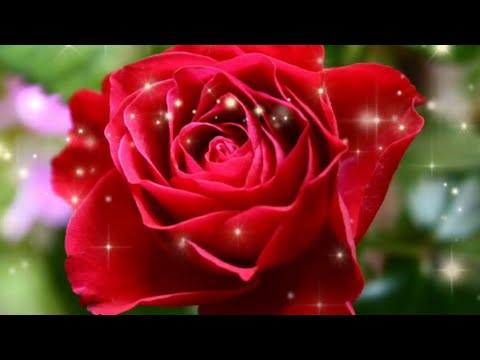 ПЕСНЯ ДЛЯ МАМЫ. "Почему седеют мамы ".