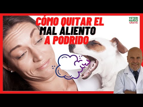 My dog's mouth smells rotten 🟣Causes of bad breath 🟣How to get rid of bad breath in dogs