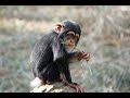 Nov 2020 Tama zoo chimps, Baby Ibuki accidentally touched electric fence