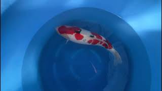 video van Sanke 2505001