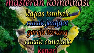 Download lagu masteran kombinasi (kapas tembak, cucak jenggot, gereja tarung, cucak cungkok, kenari) mp3 Download lagu masteran kombinasi (kapas tembak, cucak jenggot, gereja tarung, cucak cungkok, kenari) mp3