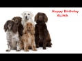 Alina - Dogs Perros - Happy Birthday 