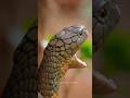 Snake Sounds Effects | Snake Video | Big Snake in the World 😱🔥#shorts #snake #snakevideo #ytshorts