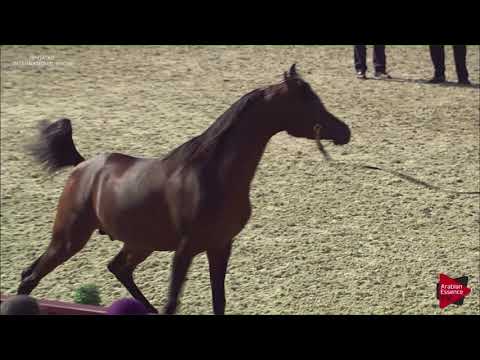 N.92 BADIEA AL NASSER - 2019 Qatar International show - Colts 3 Years Old (Class 6)