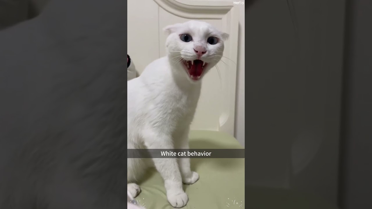 Part 22: White Cat Behavior #cat  #whitecat  #foryou #fyp#funnycat  #cats#funny #funnyvideos