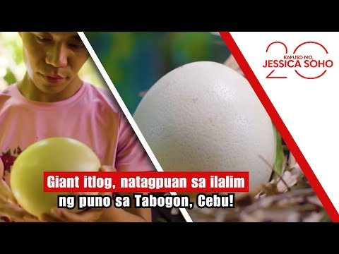 Giant itlog, natagpuan sa ilalim ng puno sa Tabogon, Cebu! | Kapuso Mo, Jessica Soho