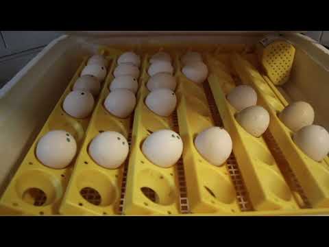 Individual 3rd Place: Poultry Incubation Technique Video Screenshot