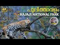 Rajaji National Park Paradise Of Leopard In India Tiger Reserve In Uttarakhand