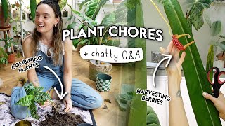 🔔 1.5 Hours(!!) of Houseplant Rehab, Harvesting Seeds + Chat 🌱