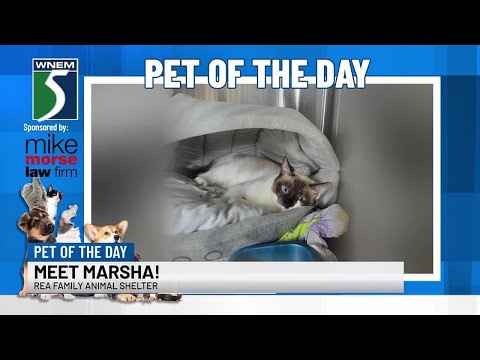 TV5 Pet of the Day: Meet Marsha! - YouTube