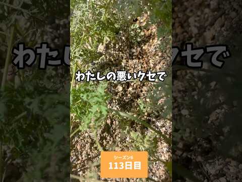 園芸 野生ニンジン、フェイクシェルヴィス