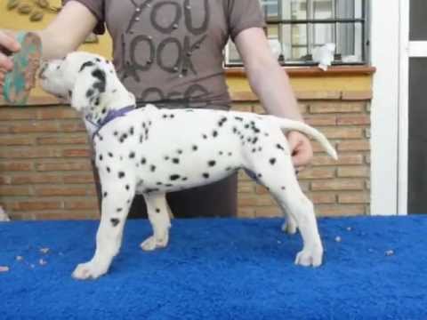 Camada B Dálmatas JUMALPA - Jumalpa Dal Binaz