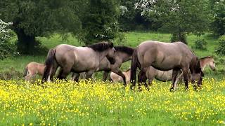 preview picture of video 'Konik horses (Equus caballus caballus) - 2013-05-20'