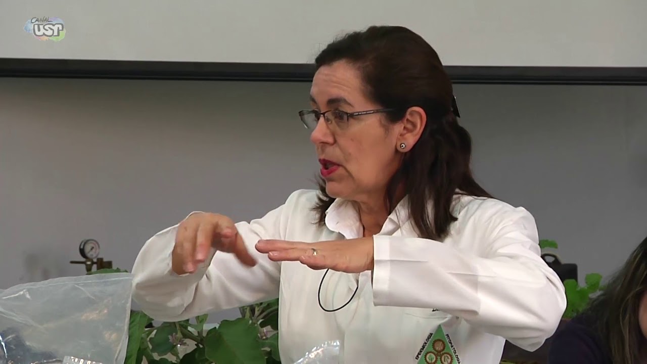 Aula 5 (Prática) Classificação de doenças de plantas - Grupos de McNew (1/2)