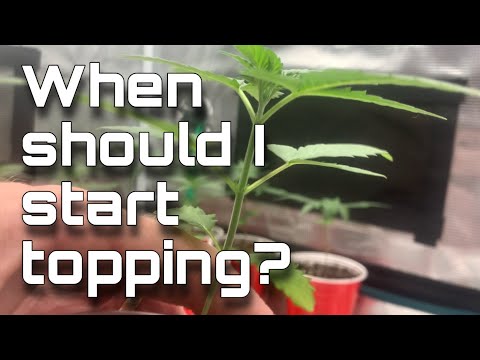 When Should I Start Topping? How to Top  a CANNABIS plant