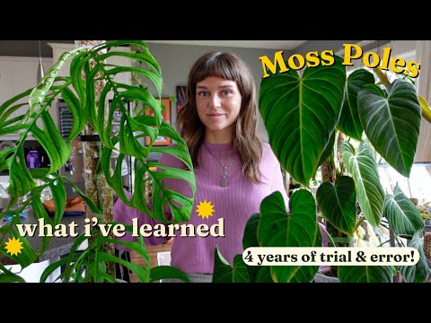 ???? my moss pole journey ???? past mistakes, fave products, + care