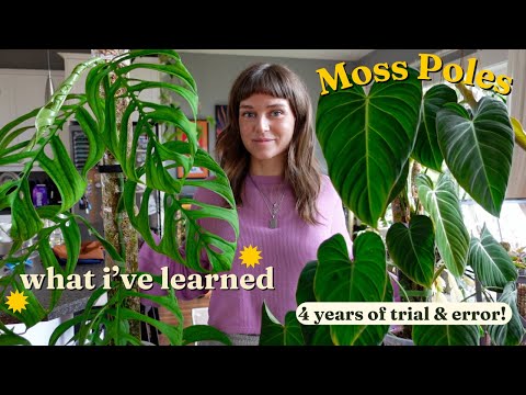 🌿 my moss pole journey 🌿 past mistakes, fave products, + care