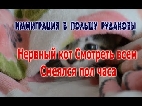 Нервный кот Смотреть всем Смеялся пол часа Жизнь в Польше
