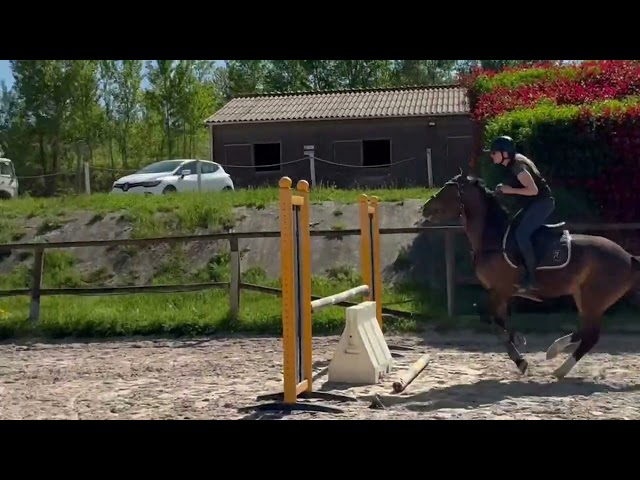 Ponette PFS sport CSO