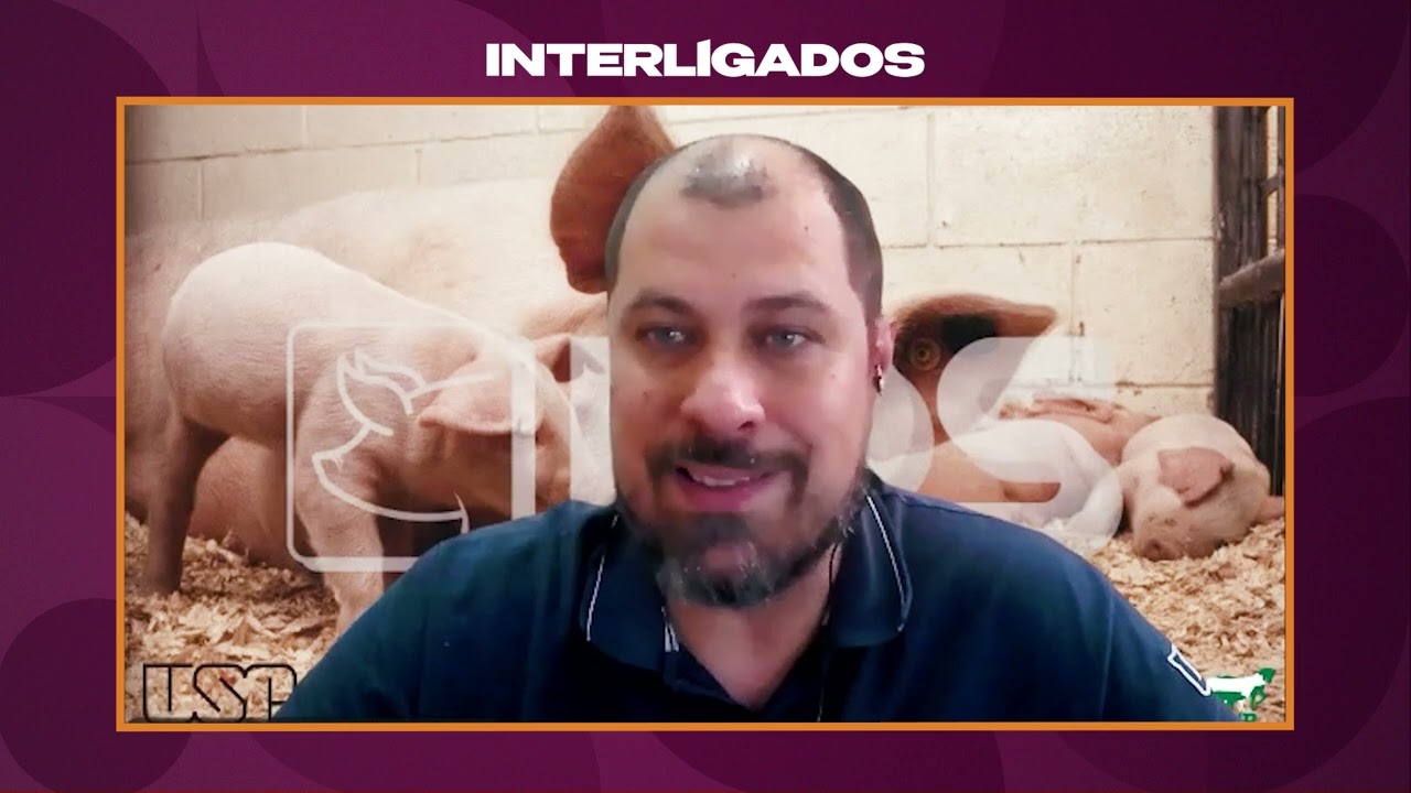 Indicadores ajudam a melhorar a eficiência e os resultados da produção de suínos | Interligados