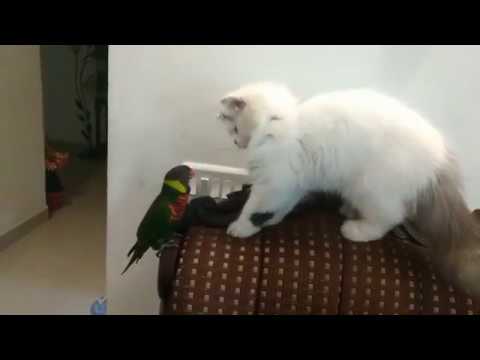 Jikru(cat) Lalu (bird) funny moments |Najeem Arshad