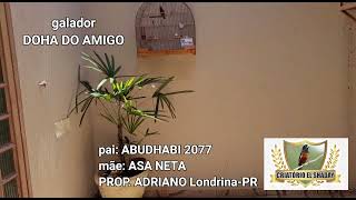 GALADOR DOHA DO AMIGO