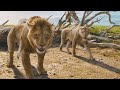 Mufasa The Lion King Mufasa And Eshe Are Attacked I 4K Ultra HD