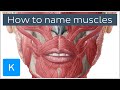 How are muscles named? - Terminology - Human Anatomy | Kenhub