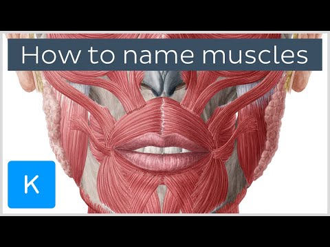 How are muscles named? - Terminology - Human Anatomy | Kenhub