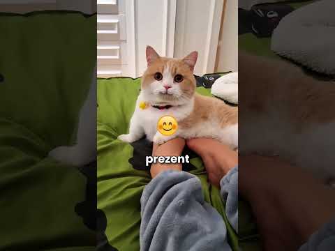 Sztuczna kupa go zasmuciła! 😮