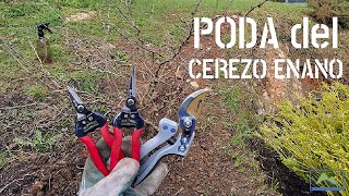 POV How and with which scissors to PRUNE an ornamental Dwarf Cherry Tree #LdN #floriCULTURA