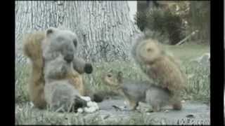 The Squirrel Song