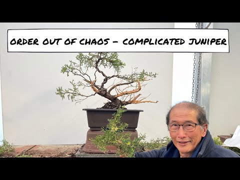 Order out of Chaos - Complicated Juniper