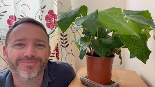 How to Make a DIY Humidity Tray for Your Houseplants