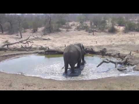Safari Live-Sept 16-Djuma Waterhole- Dont you just love it when you have the pool to yourself?
