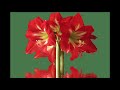 Harry Chapin Flowers are Red(live)
