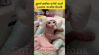Download lagu බුදු අම්මෝ යකෙක්🤣🤣ව#cat#funnyanimals#funny#cute#srilanka#shorts#short#trendingshorts#lankan#cats mp3 Download lagu බුදු අම්මෝ යකෙක්🤣🤣ව#cat#funnyanimals#funny#cute#srilanka#shorts#short#trendingshorts#lankan#cats mp3