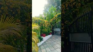 cat's claw creeper| Home garden #catsclaw #creeper #garden #gardening