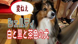 【シェルティ】白と黒と茶色の犬【フランス田舎暮らし🇫🇷】#犬の散歩 #賢い犬 #犬のいる暮らし #マイペースな犬