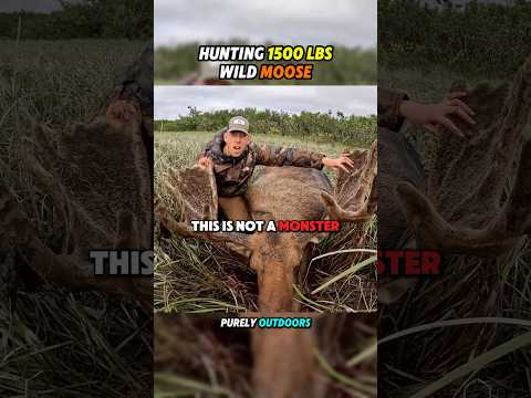 HUNTING A 1500 Lbs Wild Moose! 🔥🦌 (@OutdoorBoys)