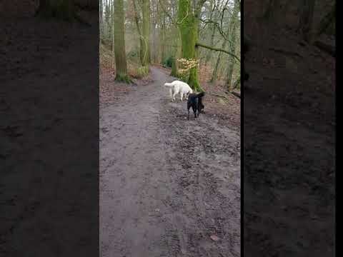 Batson's Happy Dogs video.